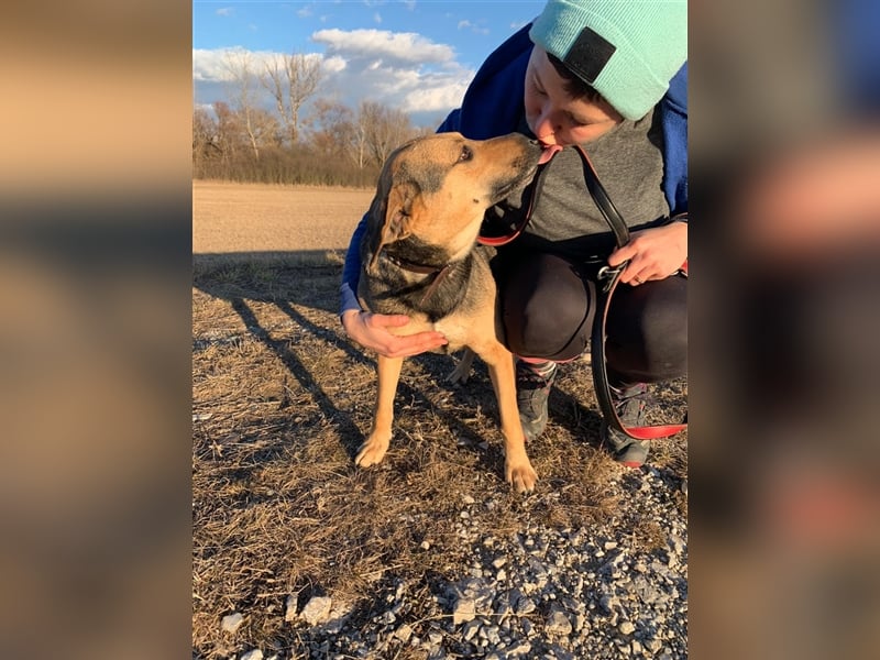 Artur 2, noch in Ungarn, möchte sein Leben als Streuner hinter sich lassen