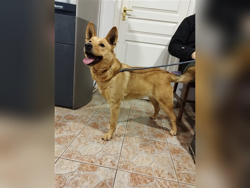 Csöpi wurde nicht mehr gewollt und ist jetzt wieder auf der Suche nach einem schönen Zuhause !