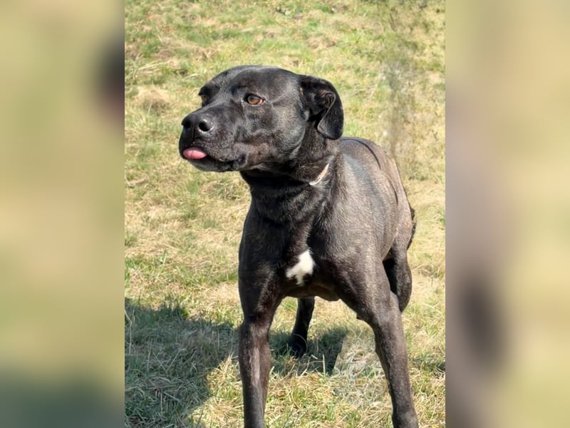 Füli möchte gerne Einzelprinzessin bei ihren Menschen sein !