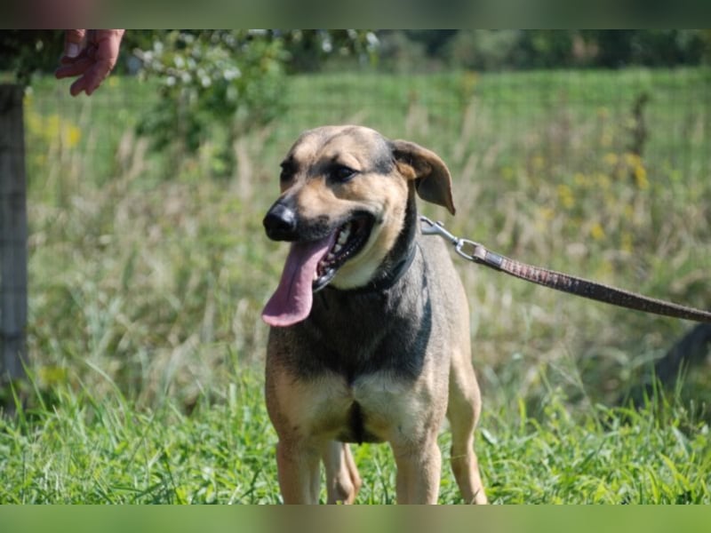 Artur 2, noch in Ungarn, möchte sein Leben als Streuner hinter sich lassen