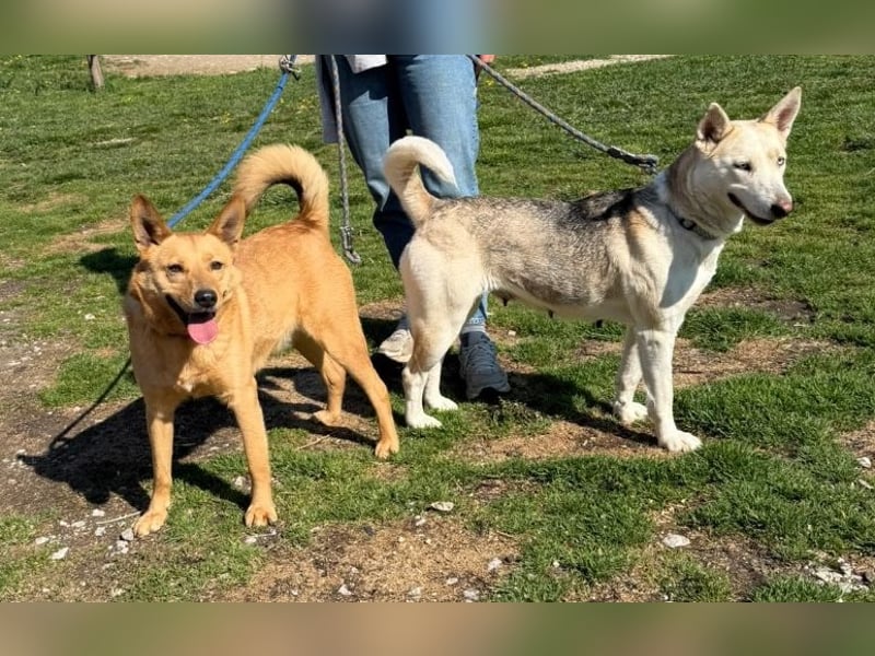 Barka Mama , ein bezaubernde hübsche Hundemama sucht Ihr Glück !