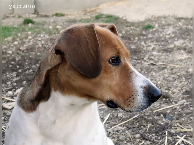 Freundliche Licsi sucht Menschen, die ihr viel Bewegung bieten !