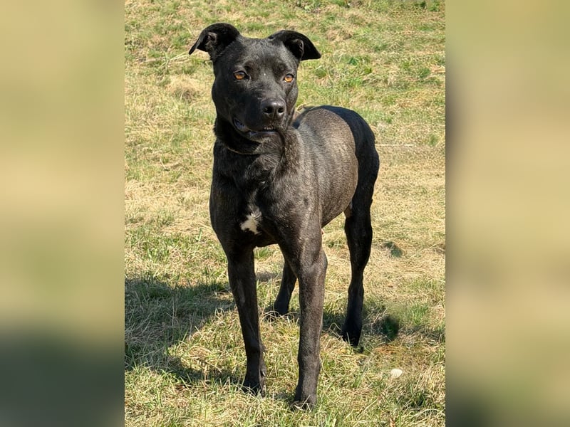 Füli möchte gerne Einzelprinzessin bei ihren Menschen sein !