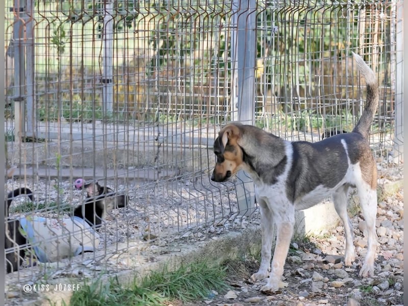 Grasa, ein ganz besonders hübscher Jungspund, der noch auf der Suche nach seinen Menschen ist !