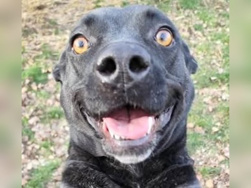 Füli möchte gerne Einzelprinzessin bei ihren Menschen sein !