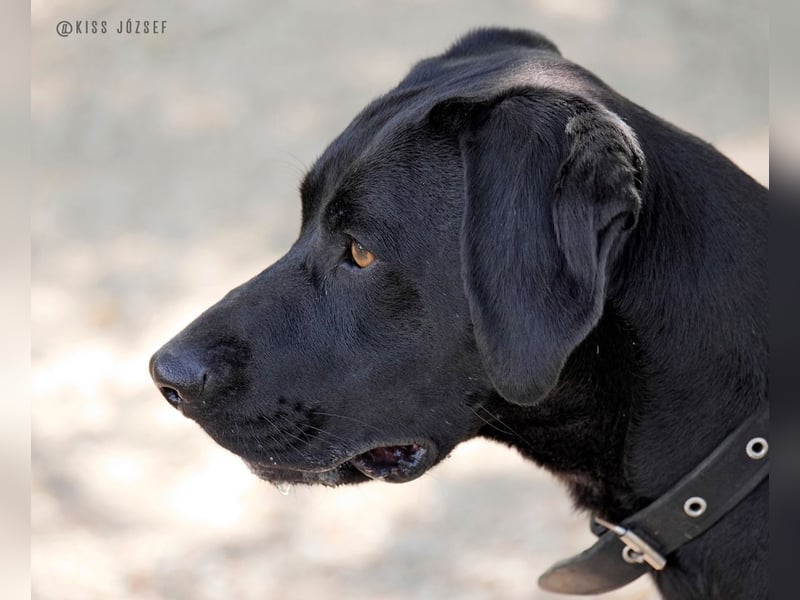 Bildschöner Jungspund Morris, ein ungeschliffener Diamant, braucht einen Neustart !