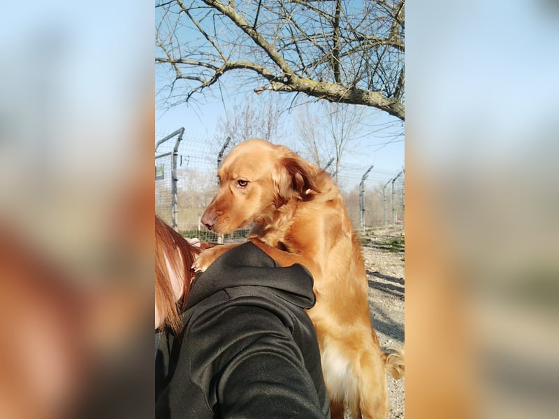 Suzy, eine wunderschöne Hündin, reist am 28.6. auf eine Pflegestelle nach Deutschland