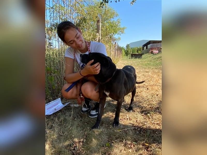 Keszi sucht ihr Glück,nachdem sie von ihrem Besitzer wieder ans  Tierheim zurückgegeben wurde !eben.