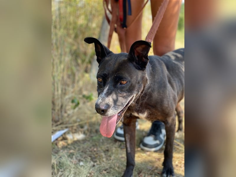 Keszi sucht ihr Glück,nachdem sie von ihrem Besitzer wieder ans  Tierheim zurückgegeben wurde !eben.