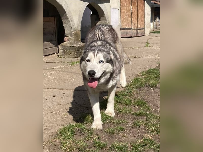 Lilit, wunderschöne Husky-Mix Hündin, ein Rohdiamant !