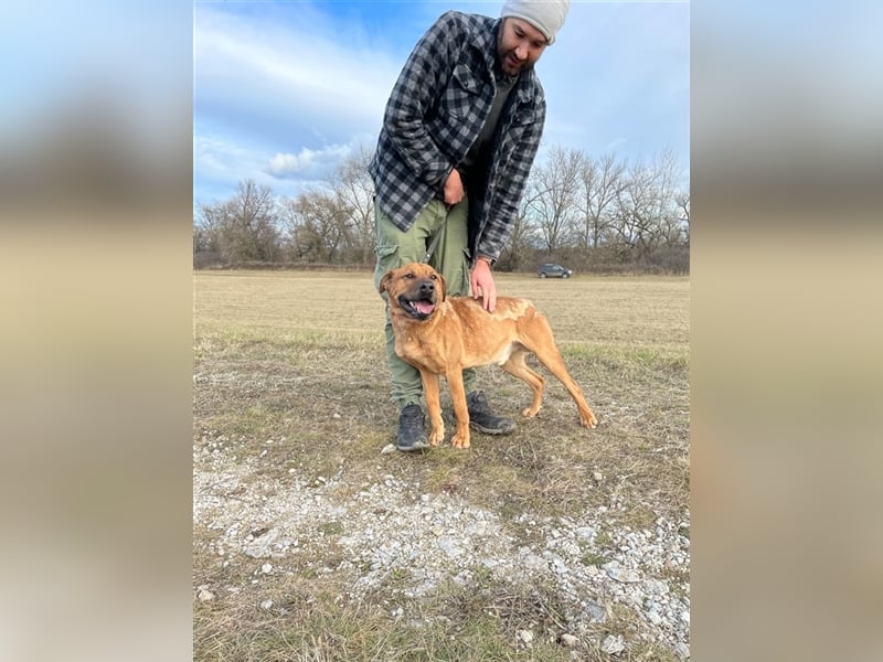 Dobi ist auf der Suche nach einer lieben Familie !