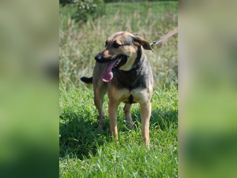 Artur 2, noch in Ungarn, möchte sein Leben als Streuner hinter sich lassen