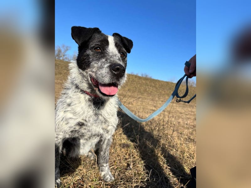 Hecsedli würde  gerne bei bewegungsfreudigen Menschen leben !