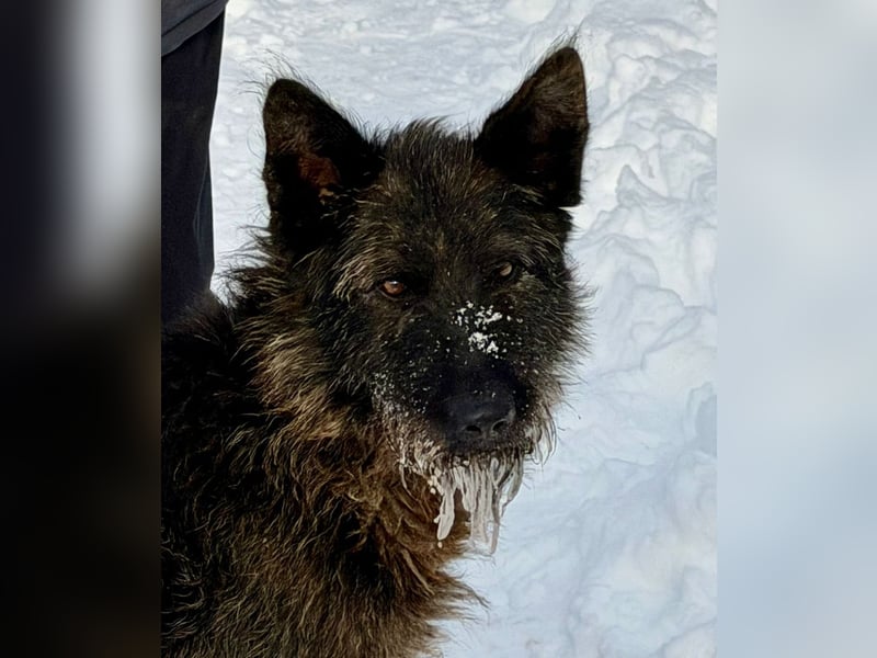 Freundliche und menschenbezogene  Wendy sucht liebevolle Familie !