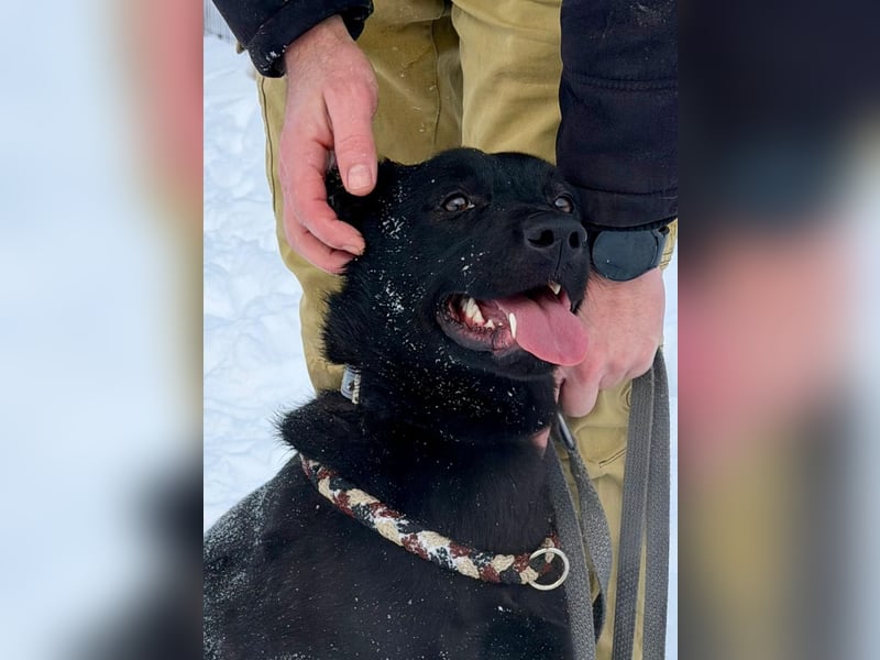 Quirlige Boszi möchte ein vollwertiges Familienmitglied werden !