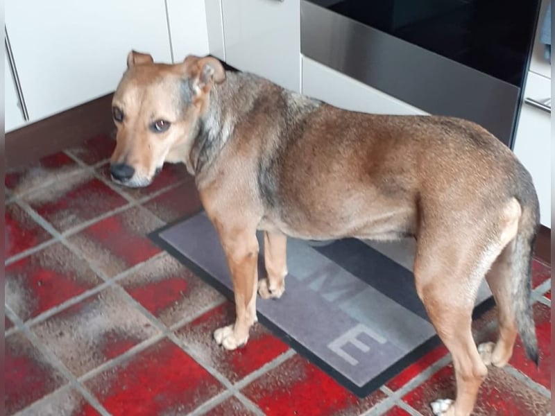 Sos für Liza ...sie verliert ihr Zuhause ! Es wird dringend ein Platz gesucht .