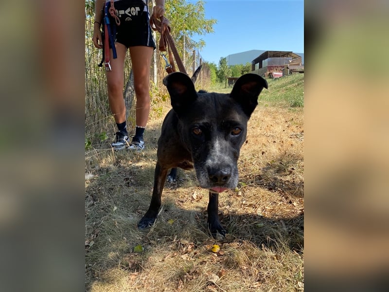 Keszi sucht ihr Glück,nachdem sie von ihrem Besitzer wieder ans  Tierheim zurückgegeben wurde !eben.