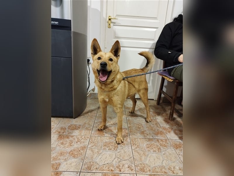 Csöpi wurde nicht mehr gewollt und ist jetzt wieder auf der Suche nach einem schönen Zuhause !