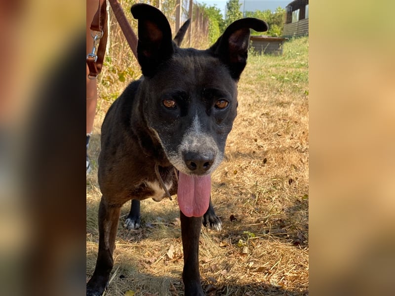 Keszi sucht ihr Glück,nachdem sie von ihrem Besitzer wieder ans  Tierheim zurückgegeben wurde !eben.