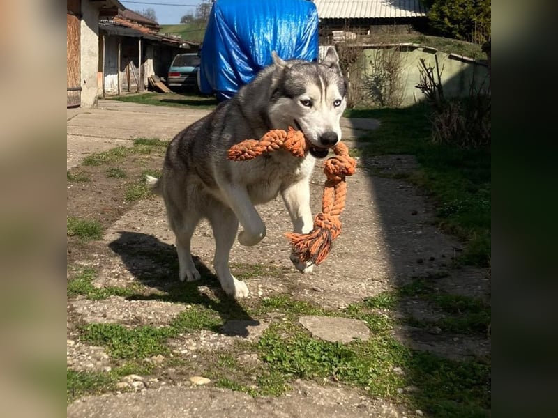 Lilit, wunderschöne Husky-Mix Hündin, ein Rohdiamant !