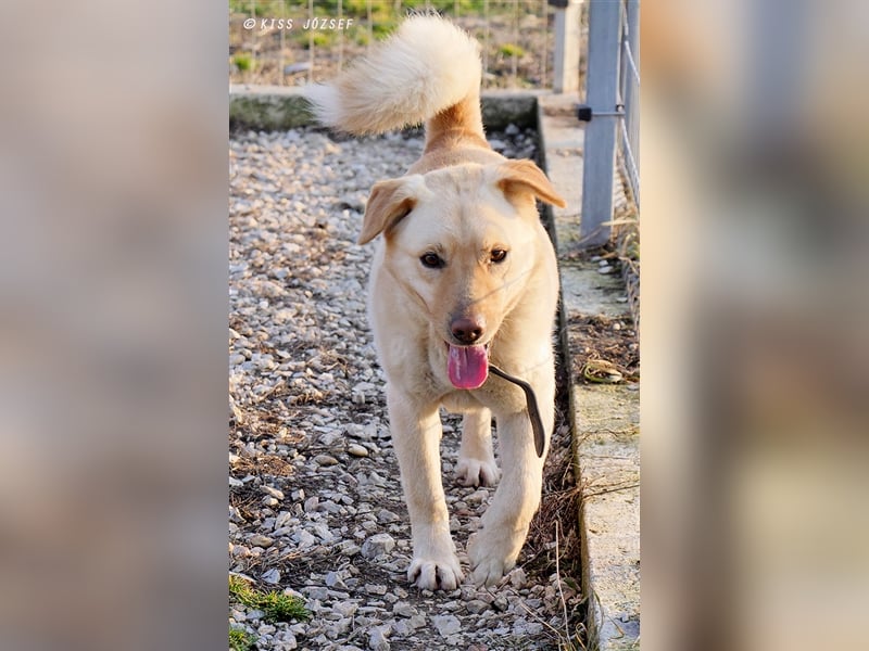 Wer hilft Zsemle, Menschen wieder zu vertrauen?