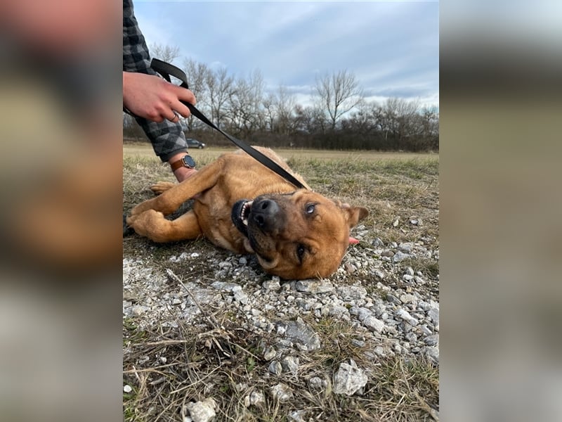 Dobi ist auf der Suche nach einer lieben Familie !