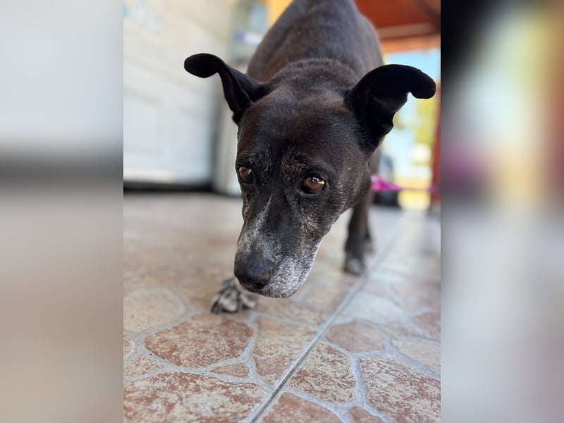 Keszi sucht ihr Glück,nachdem sie von ihrem Besitzer wieder ans  Tierheim zurückgegeben wurde !eben.