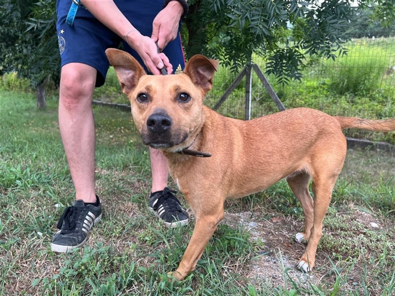 Babett sucht noch einmal ein liebevolles und fürsorgliches Zuhause