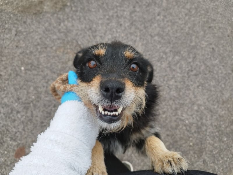 Mókus,  eine junge freundliche Hundemutter, sucht ihr Glück !