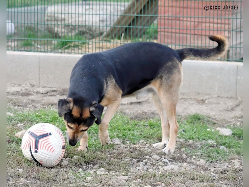 Levi (Levente) lebt auf einer Pflegestelle in Nettetal !