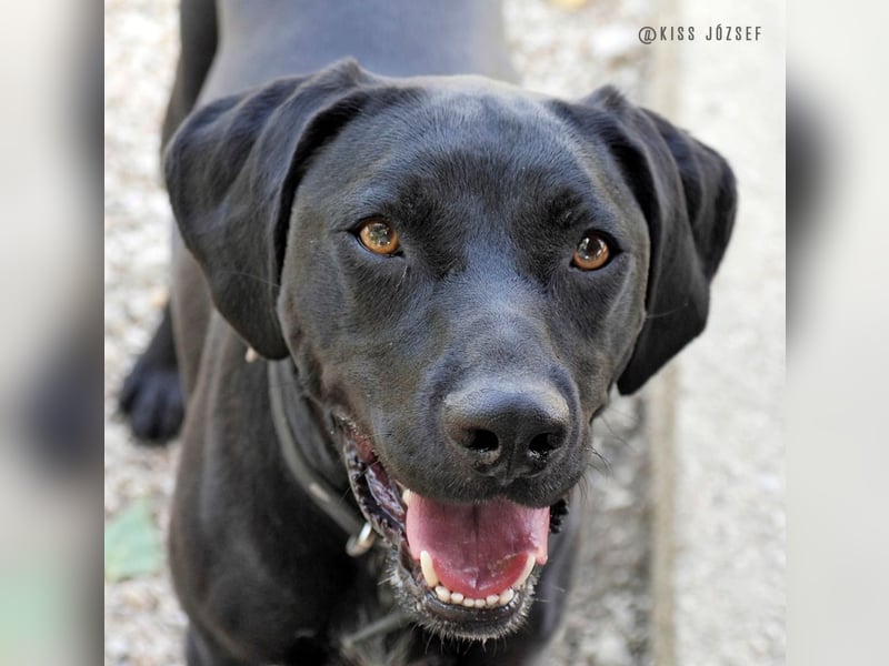 Bildschöner Jungspund Morris, ein ungeschliffener Diamant, braucht einen Neustart !