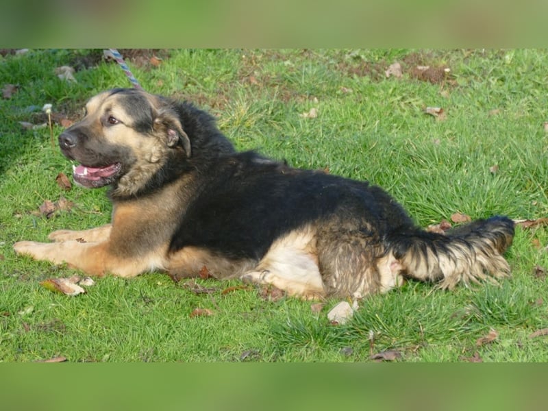 Harcos, der Kämpfer, Lebenslust auf 3 Beinen !