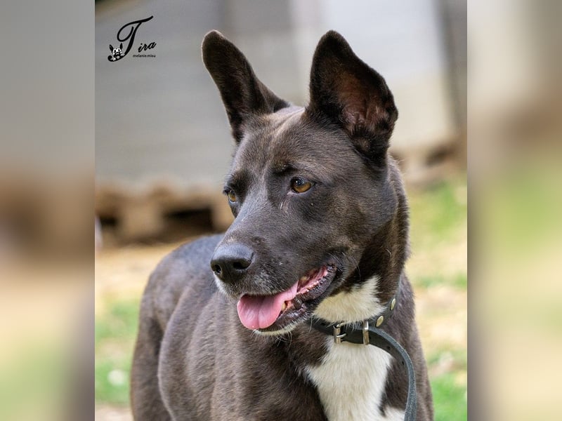 Arwen hat ihr Zuhause verloren, als sich ihre Halter scheiden ließen !