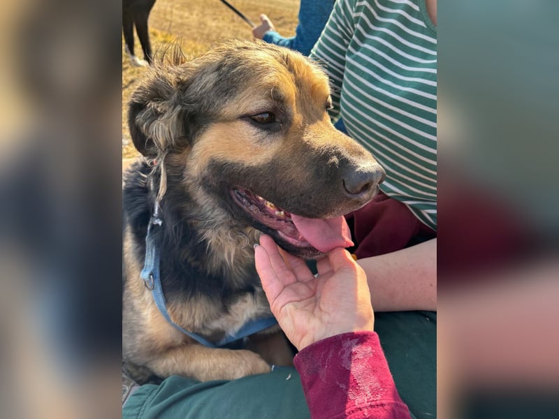 Harcos, der Kämpfer, Lebenslust auf 3 Beinen !