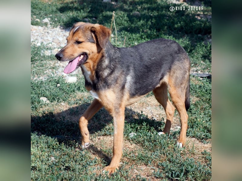 Rambo hat bisher nichts Gutes erlebt und möchte jetzt endlich ankommen !