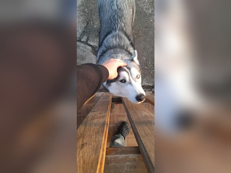Lilit, wunderschöne Husky-Mix Hündin, ein Rohdiamant !