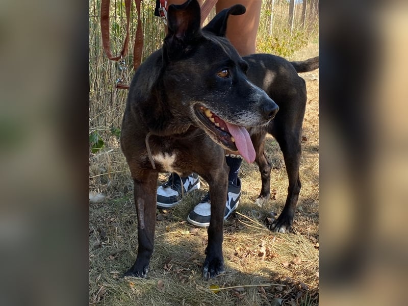 Keszi sucht ihr Glück,nachdem sie von ihrem Besitzer wieder ans  Tierheim zurückgegeben wurde !eben.