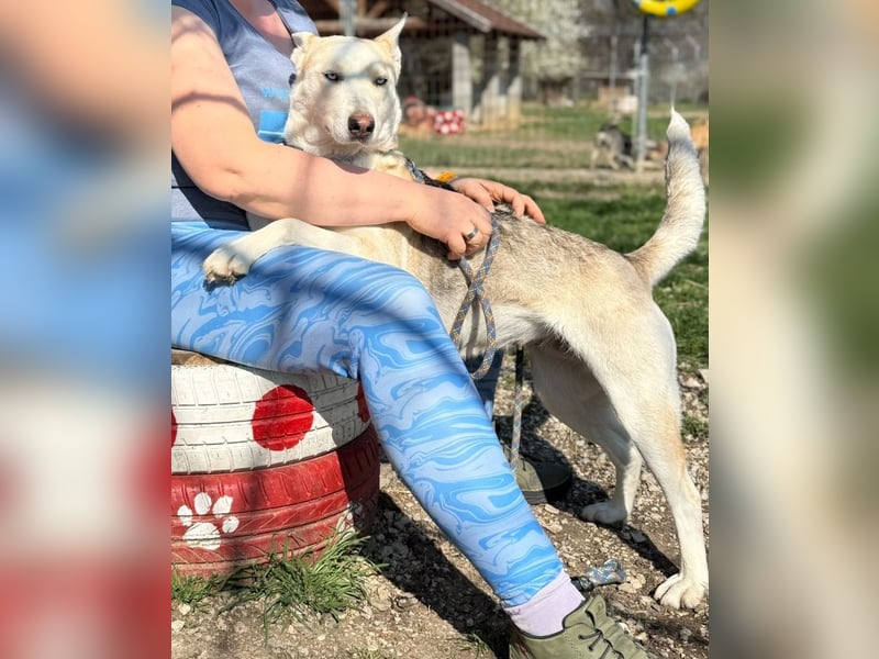 Barka Mama , ein bezaubernde hübsche Hundemama sucht Ihr Glück !