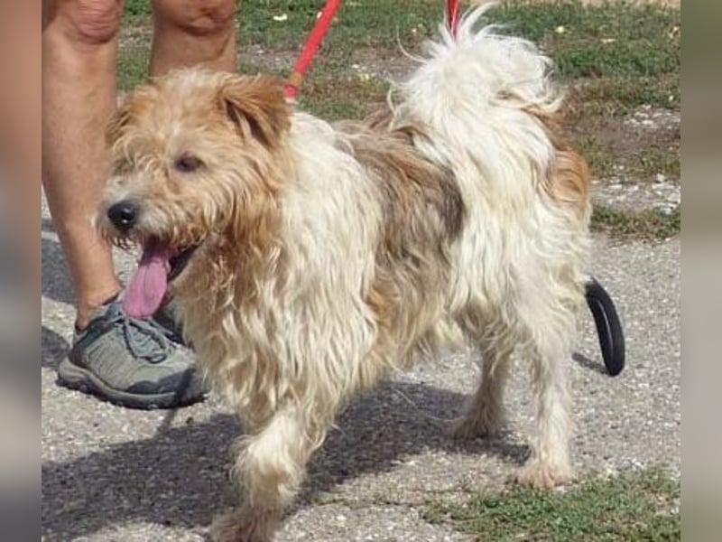 Niedlicher Picur im besten Alter..ein Typischer Terrier !