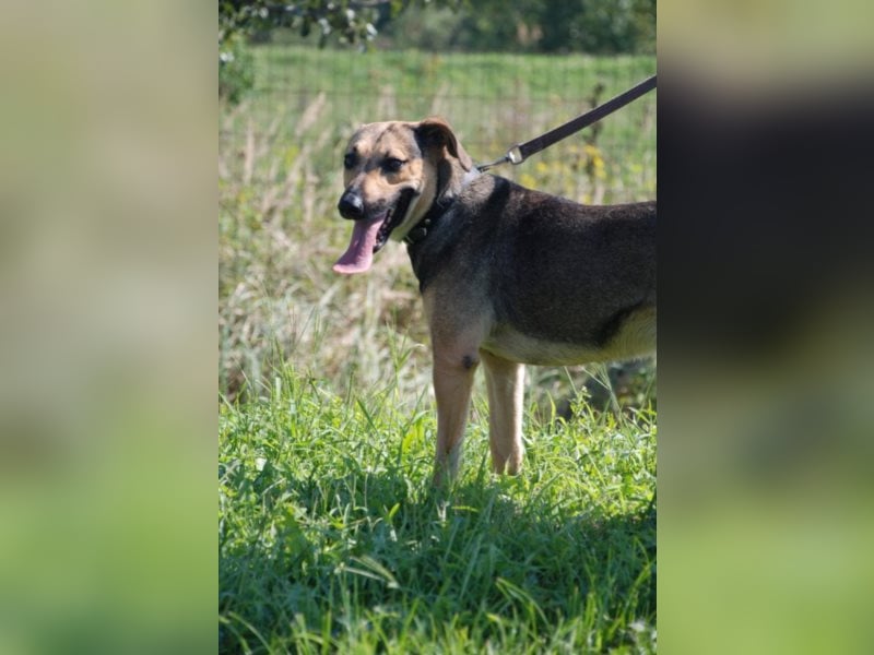 Artur 2, noch in Ungarn, möchte sein Leben als Streuner hinter sich lassen