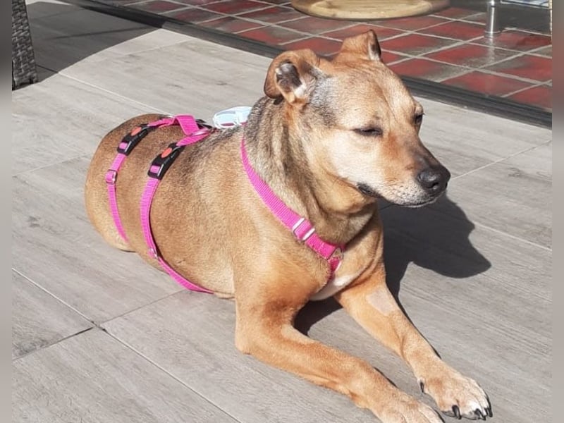 Sos für Liza ...sie verliert ihr Zuhause ! Es wird dringend ein Platz gesucht .