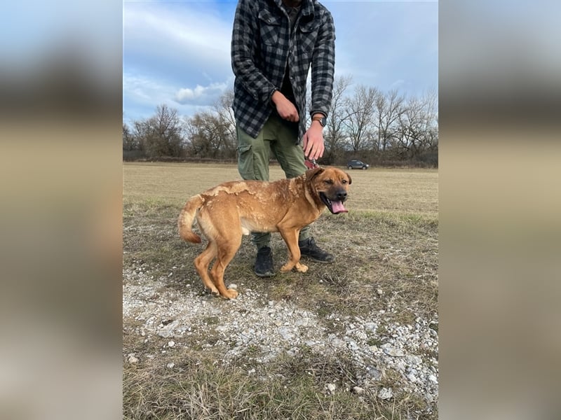 Dobi ist auf der Suche nach einer lieben Familie !