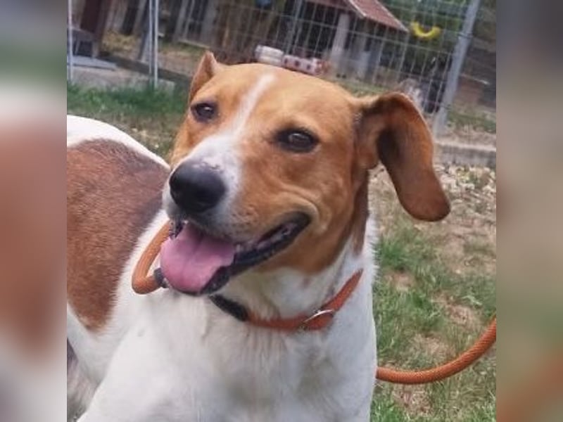 Freundliche Licsi sucht Menschen, die ihr viel Bewegung bieten !