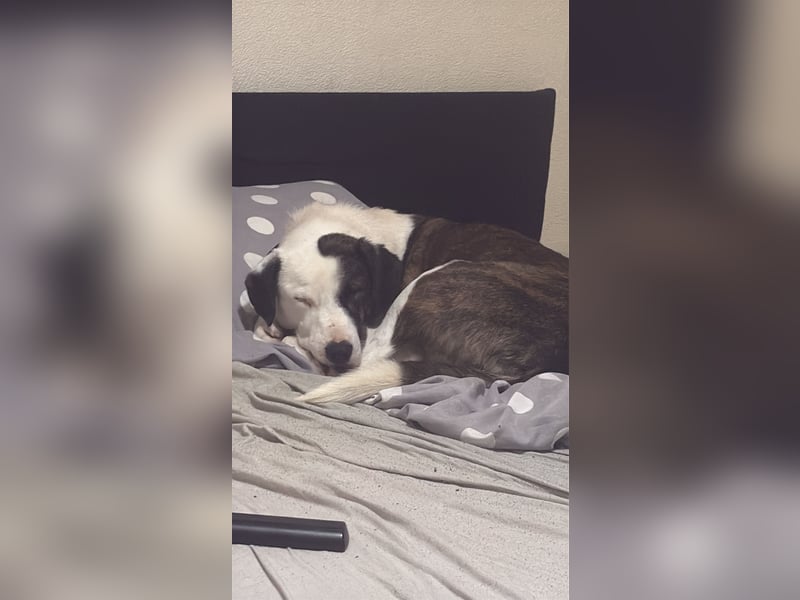 Nani sucht ein neues Zuhause
