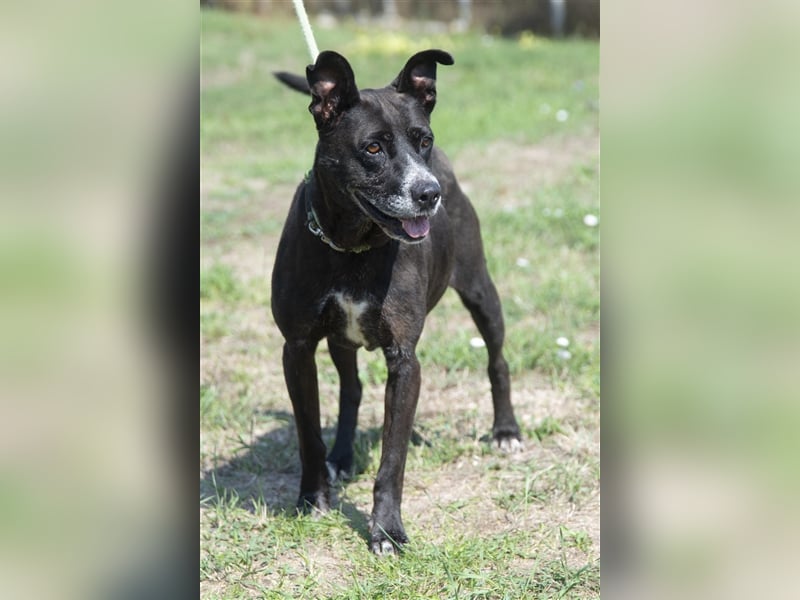 Keszi sucht ihr Glück,nachdem sie von ihrem Besitzer wieder ans  Tierheim zurückgegeben wurde !eben.