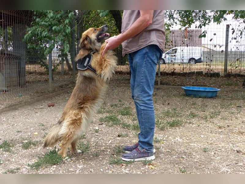 Stella bereits in Deutschland. Wunderschön, wuschelig und menschenbezogen...das ist Stella !