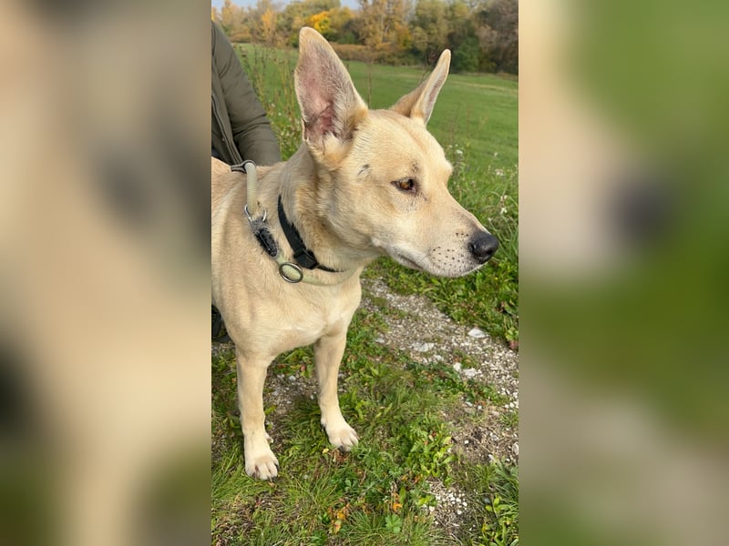 Herceg liebt den Kontakt zu Menschen und sollte bald das Tierheim verlassen !