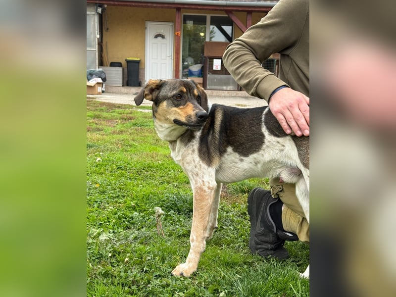 Grasa, ein ganz besonders hübscher Jungspund, der noch auf der Suche nach seinen Menschen ist !