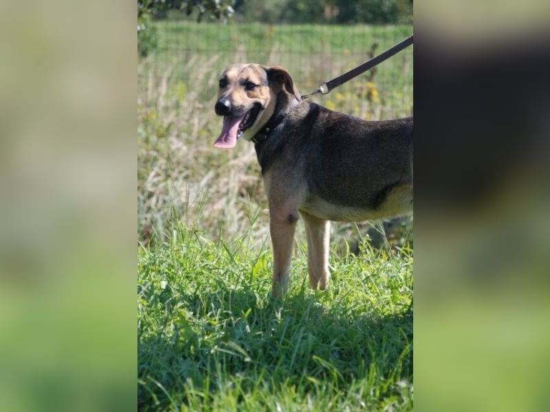 Artur 2, noch in Ungarn, möchte sein Leben als Streuner hinter sich lassen