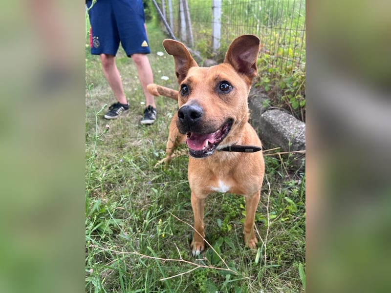 Babett sucht noch einmal ein liebevolles und fürsorgliches Zuhause